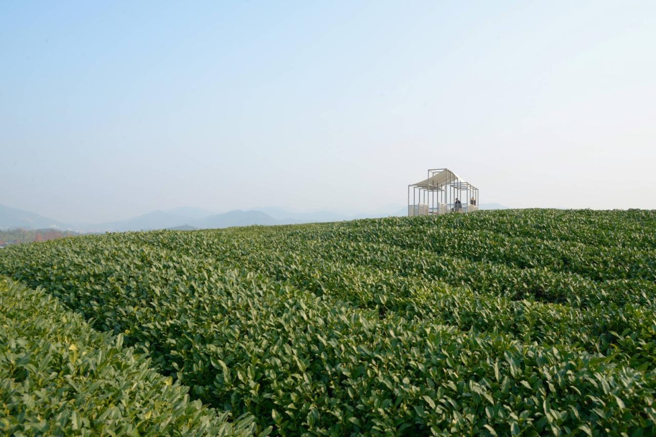 BIM建筑|长埭村艺术乡建系列-茶山浮亭 / 由牧建筑