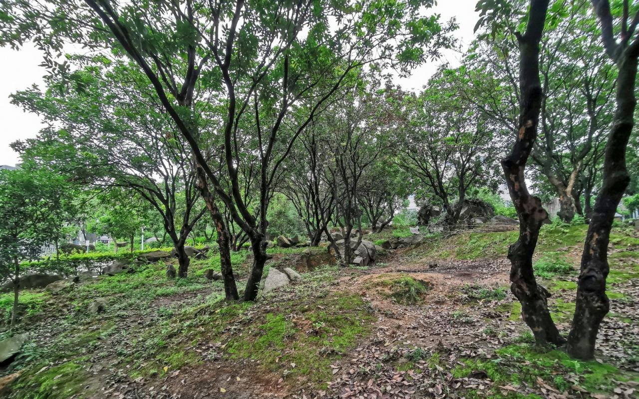 BIM建筑|龙眼树下的院子 / 在场建筑