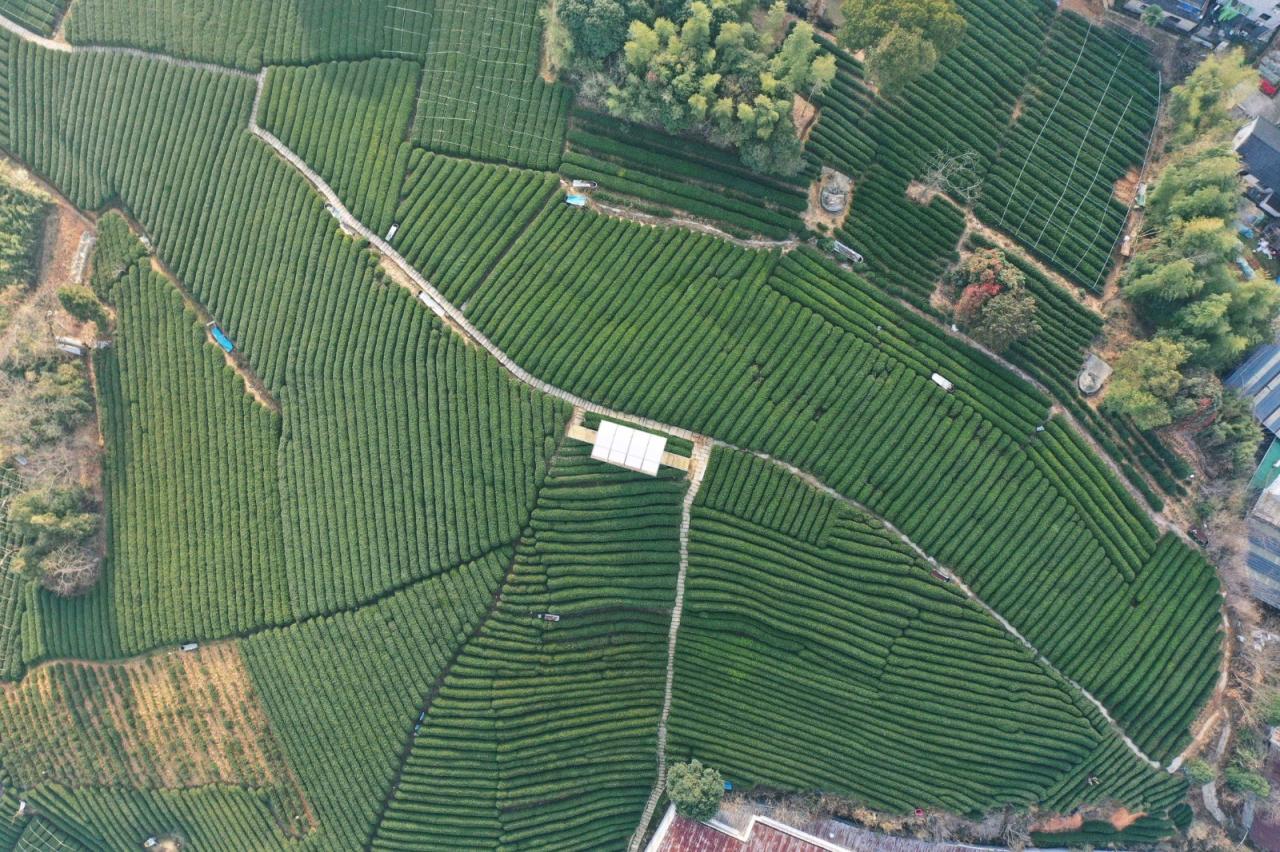 BIM建筑|长埭村艺术乡建系列-茶山浮亭 / 由牧建筑