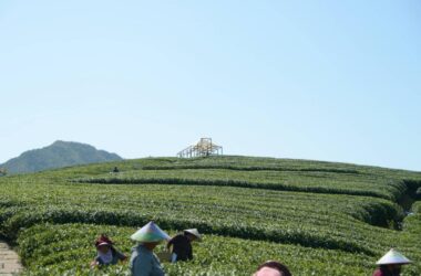 BIM建筑|长埭村艺术乡建系列-茶山浮亭 / 由牧建筑-BIM建筑网