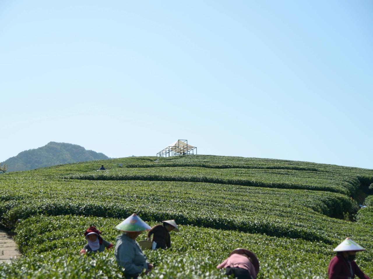 BIM建筑|长埭村艺术乡建系列-茶山浮亭 / 由牧建筑