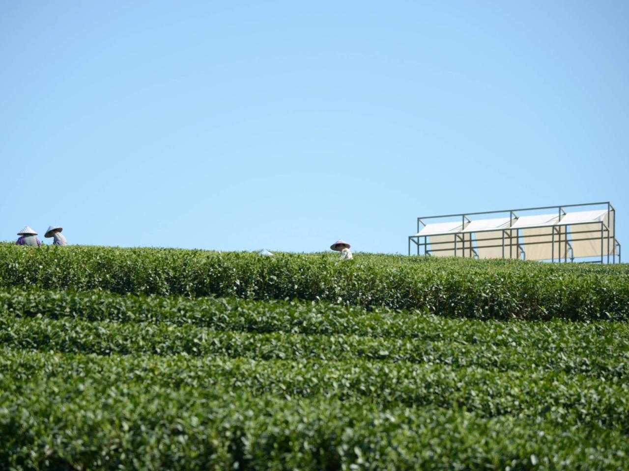 BIM建筑|长埭村艺术乡建系列-茶山浮亭 / 由牧建筑