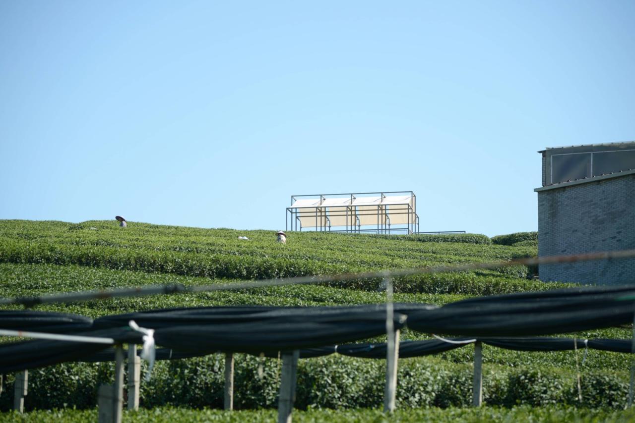 BIM建筑|长埭村艺术乡建系列-茶山浮亭 / 由牧建筑