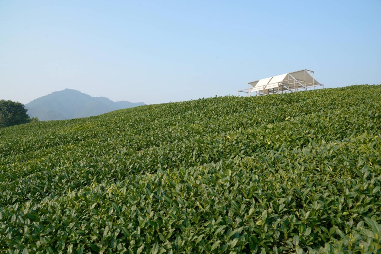 BIM建筑|长埭村艺术乡建系列-茶山浮亭 / 由牧建筑